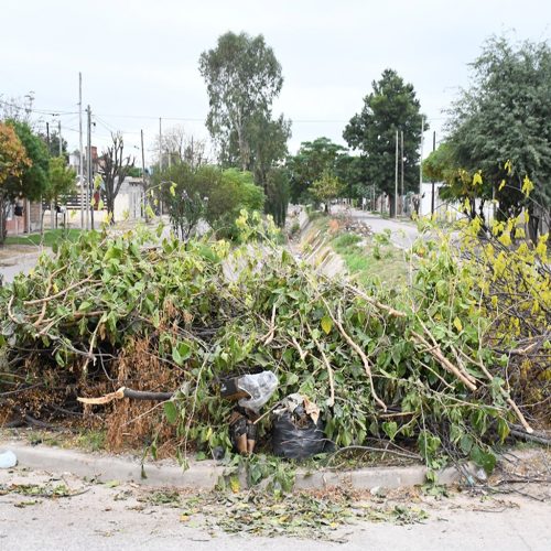Se brinda asesoramiento y ayuda profesional para la poda de árboles en época otoñal