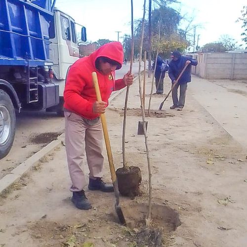 Se plantaron 3 mil nuevos árboles en el barrio Belén: Piden colaboración a vecinos para que prosperen
