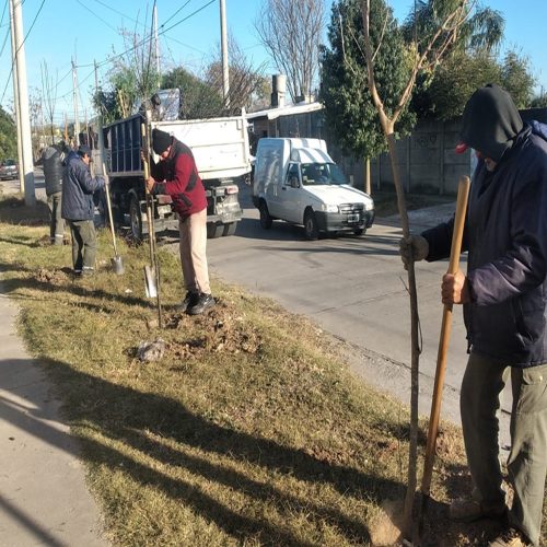 Continúa la siembra de espacios verdes: más de 3.500 árboles para el barrio Ejército Argentino