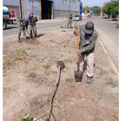Avanza la siembra de más de 3300 árboles en el barrio Los Inmigrantes