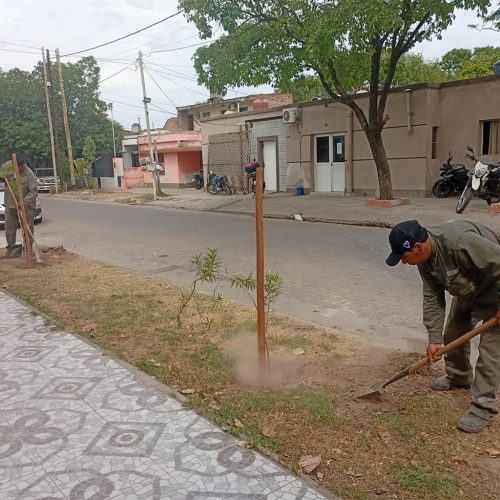 Plantación de 2200 árboles en el barrio San Martín