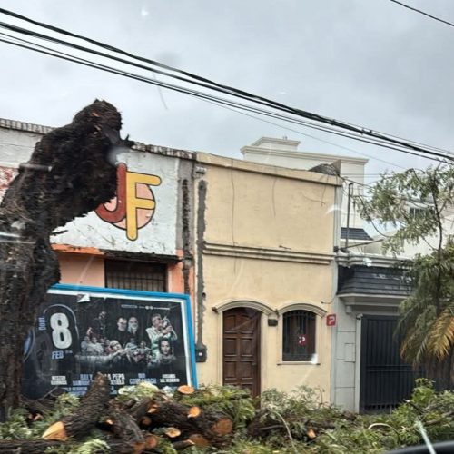 Multas por podas de árboles en Alsina y Belgrano
