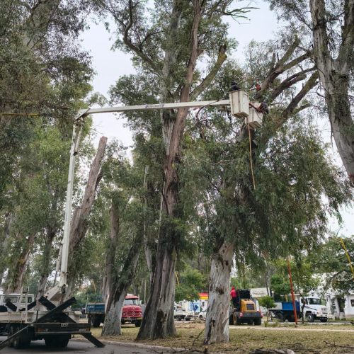 Poda de eucaliptos de gran tamaño en el Parque Aguirre