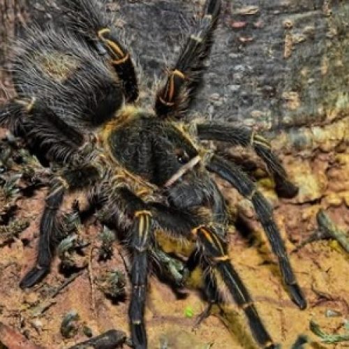 Investigadores del CONICET estudian biodiversidad en el Parque Nacional Copo